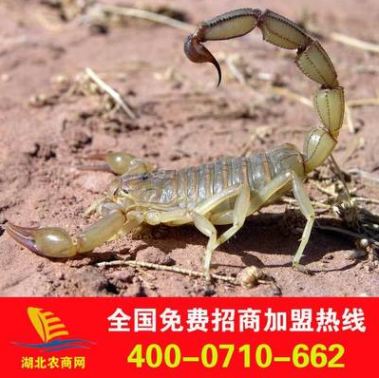 大量供应蝎子活体种苗 蝎子养殖效益高 免费提供技术指导图1