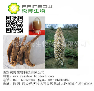 肉苁蓉提取物，松果菊苷20%图1