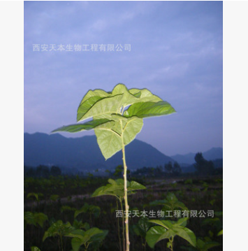 桑叶提取物 总黄酮 5%图1