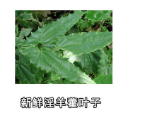 供应淫羊藿提取物 水提淫羊藿10:1 淫羊藿单甙 淫羊藿双甙 现货图3