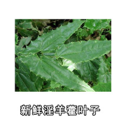 供应淫羊藿提取物 水提淫羊藿10:1 淫羊藿单甙 淫羊藿双甙 现货