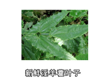 供应淫羊藿提取物 水提淫羊藿10:1 淫羊藿单甙 淫羊藿双甙 现货图2