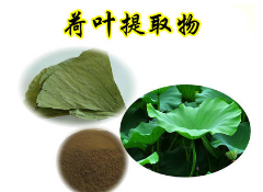 荷叶提取物 荷叶碱2% 4% 厂家直销 天然中药萃取原料图3