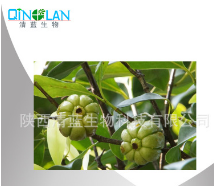 罗望果图1