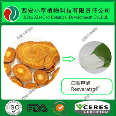 厂家现货虎杖提取物 白藜芦醇50%-98%图1