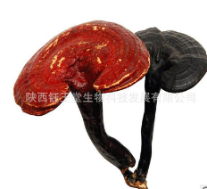 低价现货供应保健圣品灵芝多糖30%灵芝提取物图3