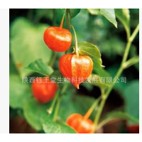 HPLC检测富含醉茄内酯南非醉茄根部提取南非醉茄提取物