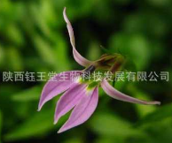 纯天然植物提取消水肿优质比例半边莲提取物图1