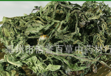 中药材整颗蒲公英 蒲公英 农家自然晒干蒲公英婆婆丁蒲公英图1