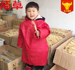 产地货源中药材精选吉林整枝原皮无硫人参散装批发一件代发刚到新图1