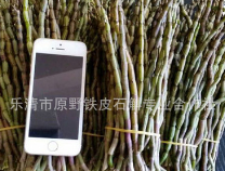 浙江乐清原野铁皮石斛软脚红种铁皮石斛鲜条铁皮枫斗鲜条基地批发图3