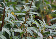产地货源批发石斛 带叶铁皮石斛鲜条基地现采 酒店榨汁厂家直销图2