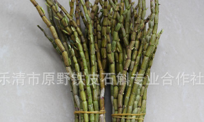 乐清原野铁皮石斛鲜条 铁皮枫斗条鲜条去叶子新鲜枫斗铁皮批发/斤图2