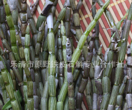 批发乐清原野铁皮石斛鲜条 铁皮枫斗鲜条 新基地一级鲜条图1