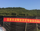 2017特级高山新粉 龙明宝 灵芝孢子粉 椴木栽培赤灵芝 龙泉灵芝图2
