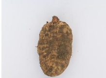 真空包装新鲜天麻野生天麻 宜昌状元天麻 优质野天麻 鲜天麻批发图2