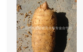 新鲜优质乌红杂交天麻 短麻形批发图3