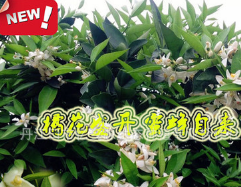 纯正宗武当橘花蜜纯天然农家自产野生橘花蜜结晶原蜜儿童峰图1