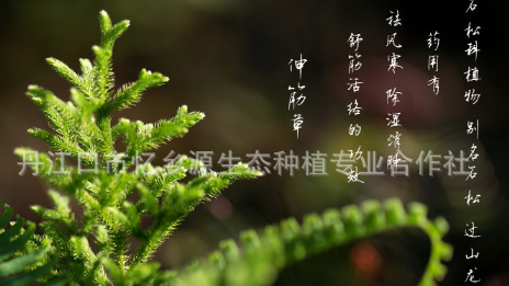 中药材批发伸筋草 舒筋草 石松 狮子草 野生申筋草 两斤包邮图2