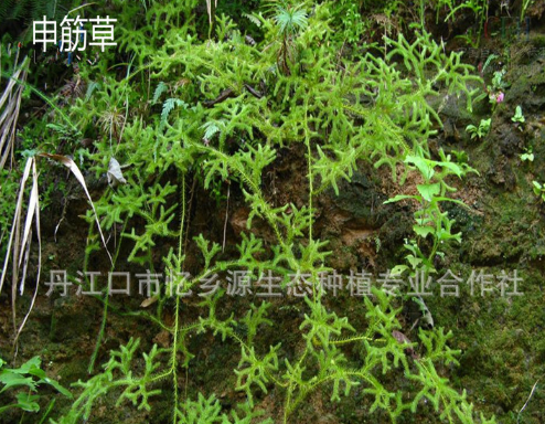 中药材批发伸筋草 舒筋草 石松 狮子草 野生申筋草 两斤包邮图3