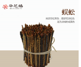 中药材蜈蚣干燥虫体带竹签14-15厘米泡药酒全干精品 量大从优图1