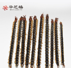 中药材蜈蚣干燥虫体带竹签14-15厘米泡药酒全干精品 量大从优图3