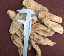 天麻批发 精选全干 无硫天麻500g 产地货源 中药材批发图2