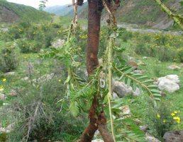 黄芪 无硫黄芪片批发甘肃精选特级野生中药材北芪片原型态散装0.8图2