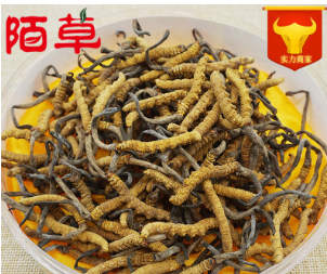 产地货源精选优质西藏那曲冬虫夏草散装批发4条/克全干新货上市图3