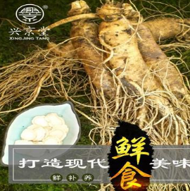 兴京堂 鲜人参长白山新鲜参带土鲜参1支泡酒东北特产保鲜人参图2