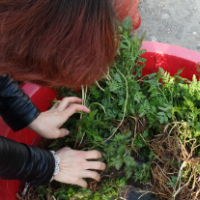 批发优质野生一朵云，又名华东阳地蕨小春花