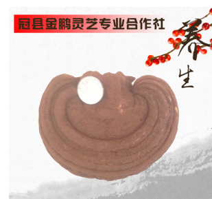 山东产地 仿野生灵芝 大棚种植整颗赤灵芝 零售批发 欲购从速图1
