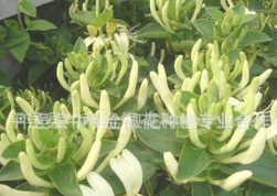 厂家直销供应九丰一号金银花苗 药用美化环保四季金银花苗图1