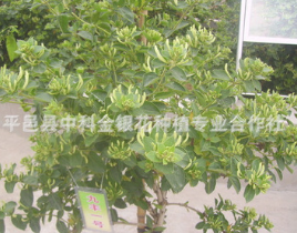 厂家直销供应九丰一号金银花苗 药用美化环保四季金银花苗图2