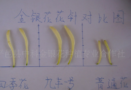 2017新花山东金银花茶 九丰一号金银花干花 花茶 金银花青花图1