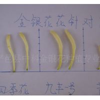 2017新花山东金银花茶 九丰一号金银花干花 花茶 金银花青花