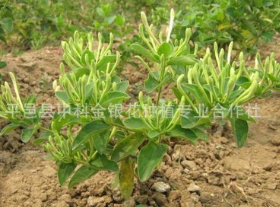 厂家直销优质金银花苗 易活高品质四季树形金银花苗 量大从优图3