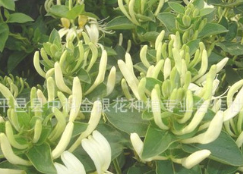 厂家直销供应九丰一号金银花种苗 四季金银花种植 量大从优图2