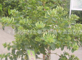 厂家直销供应九丰一号金银花种苗 四季金银花种植 量大从优图3