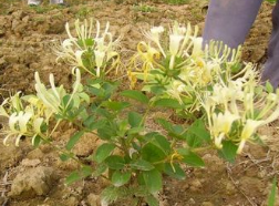 厂家直销供应树型木本四季金银花树苗 观赏类金银花 金银花苗图1