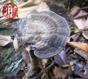 供应海南野生假芝 野生有柄假芝 野生血芝 优质灵芝批发图1
