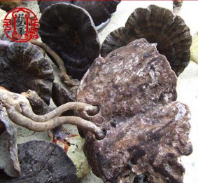 供应海南野生假芝 野生有柄假芝 野生血芝 优质灵芝批发图3