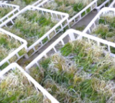 诚新堂供应仿野生种苗 石斛盆栽组培幼丛苗 一级铁皮石斛瓶苗批发图3