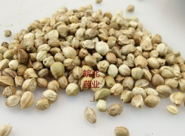 中药材火麻子 火麻仁 未去壳火麻籽种子 大货图1