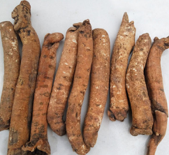 无硫浙芍药中药材基地直销镇痉通经眩晕痛风腹泻作用图2