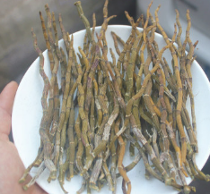浙江 铁皮石斛干条 短芽 粗壮 烤条 胶质好 渣少图1
