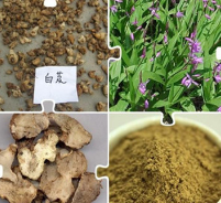 白芨提取物 收敛止血，消肿生肌 白芨水提比例提取物图1
