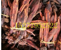 不老草 顶天柱 草苁蓉 独根草 兔子拐棒 补肾助阳，强筋骨图1