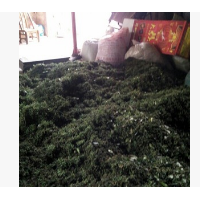 【质量保证】l专业提供多种优质天然野生油茶籽、山茶籽