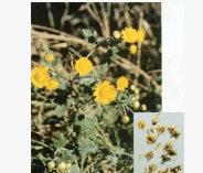 l供应多种型号的 【质量保证】 野菊花图3